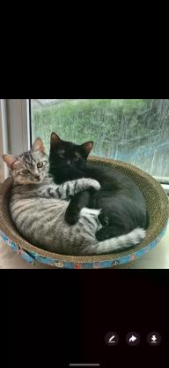 猫咪·虎斑·熟地 灰灰