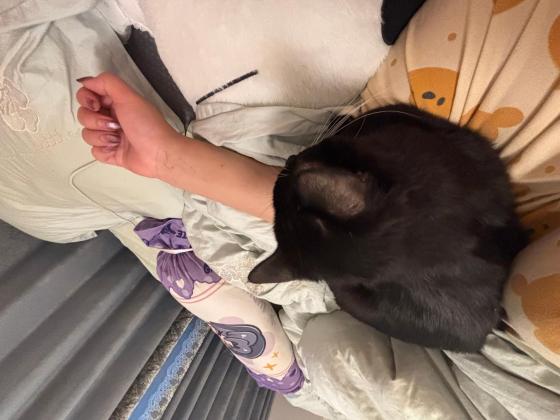 猫咪·奶牛猫·汤圆