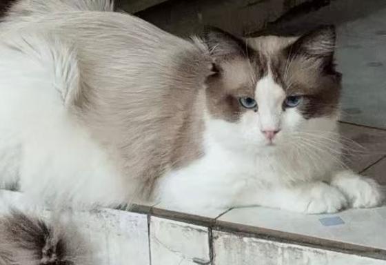 猫咪·布偶·糯米