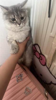 猫咪·英短长毛银渐层·糖豆