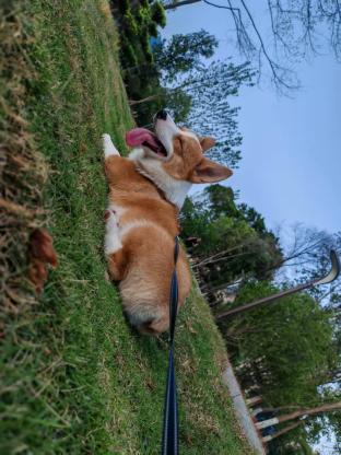 狗狗·柯基·贝贝