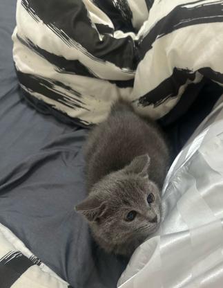 猫咪·蓝猫·泡芙