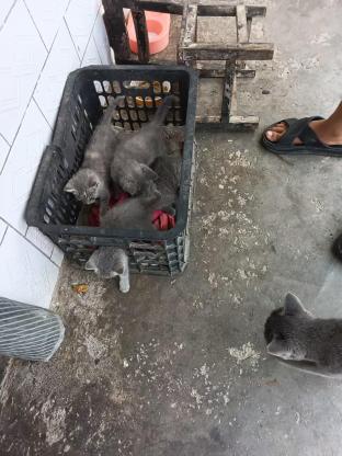 猫咪·蓝猫·无