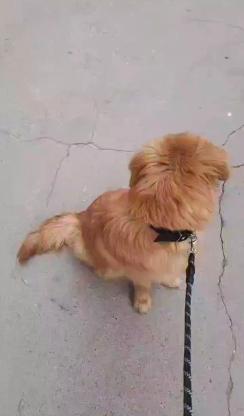 狗狗·金毛·多多