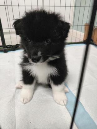 狗狗·边牧和萨摩耶的串·无