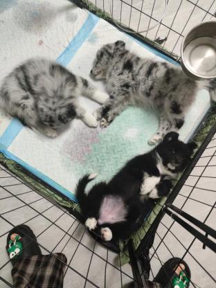 狗狗·边牧和萨摩耶串·无