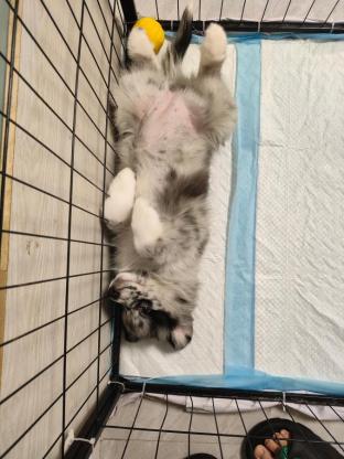 狗狗·边牧和萨摩耶串·无