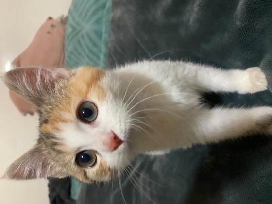 猫咪·田园三花·福福