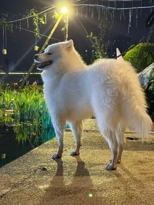 狗狗·萨摩耶·白菜