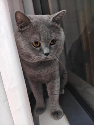 猫咪·蓝猫·巴豆