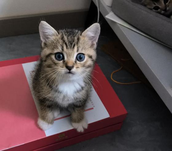 猫咪·金虎斑·未知