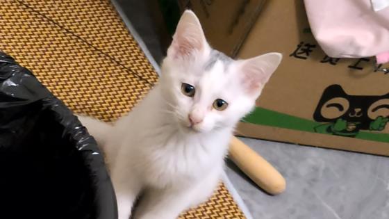 猫咪·医生说是美短串串·小白