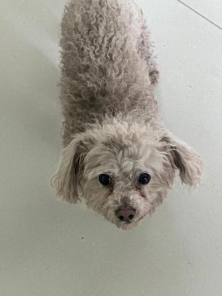 狗狗·比熊·不知道