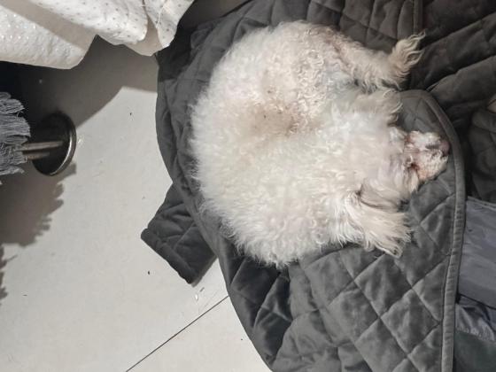 狗狗·比熊·不知道