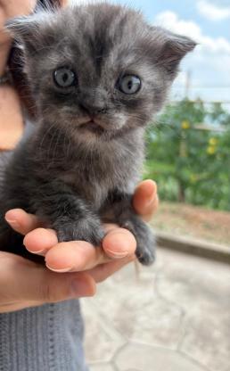 猫咪·串串·3只小猫