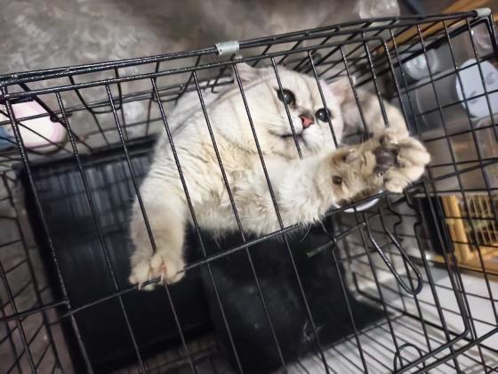 猫咪·银渐层·豆包