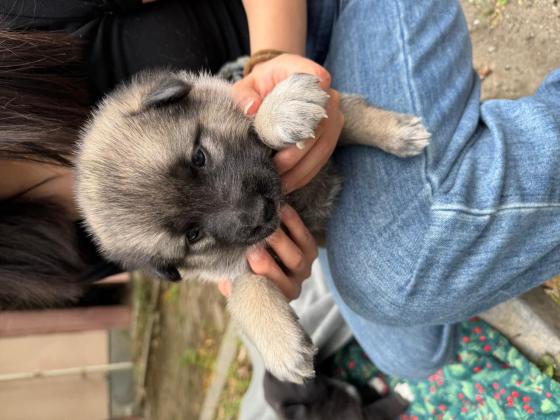 狗狗·阿拉斯加和田园犬的串串·七只可爱的小奶狗