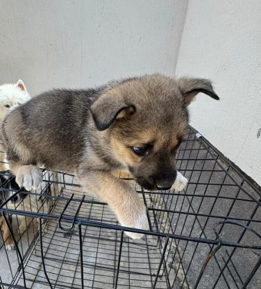 狗狗·阿拉斯加和田园犬的串串·两只可爱的小奶狗