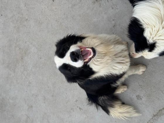 狗狗·边境牧羊犬·三月