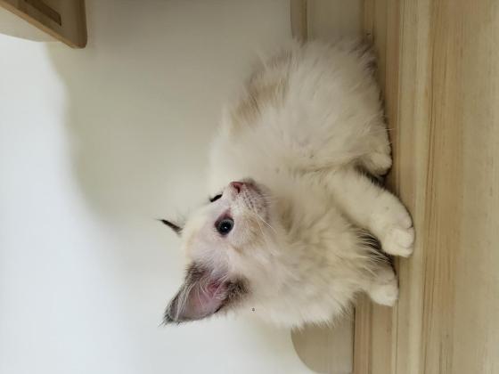 猫咪·布偶猫·布偶