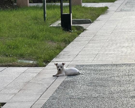 猫咪·土狗·无名