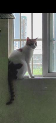 猫咪·橘猫·曹花花