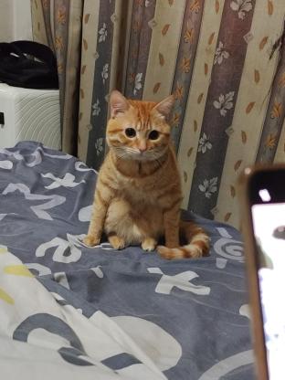 猫咪·长毛橘猫·小宝