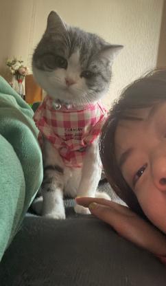 猫咪·美短·洋芋