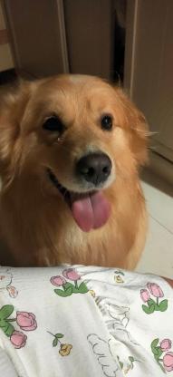 狗狗·金毛·开心