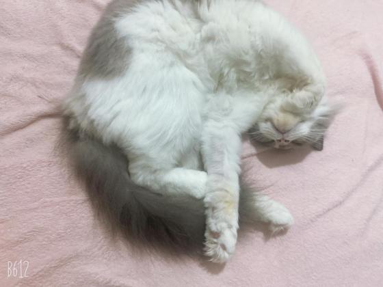 猫咪·布偶·小豹