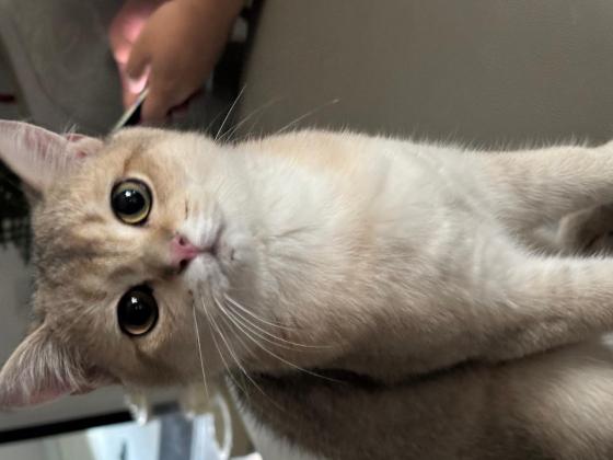 猫咪·蓝金渐层·小金
