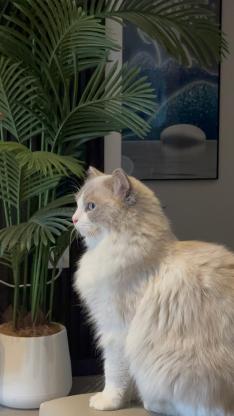 猫咪·布偶·土豆