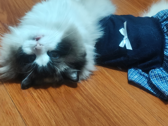 猫咪·布偶·喷喷