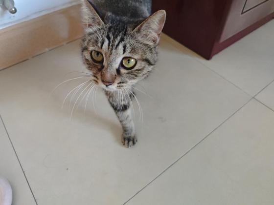 猫咪·狸花猫·未取名