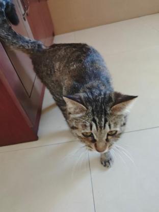猫咪·狸花猫·咕噜
