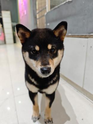狗狗·豆柴·大漂亮