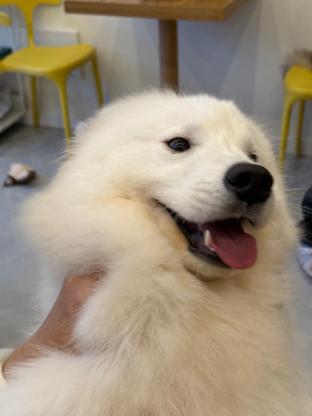 狗狗·萨摩耶·耶耶