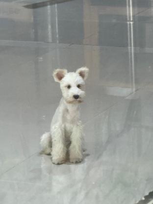 狗狗·雪纳瑞·小雪