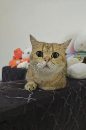 猫咪·金渐层·小咪