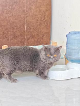 猫咪·矮脚蓝猫·噗噗
