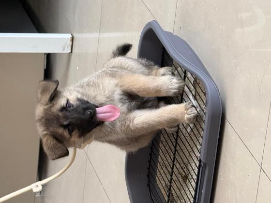 狗狗·串串·未取