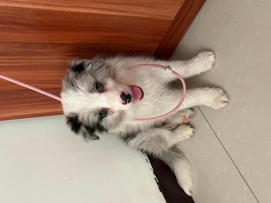 狗狗·陨石边牧·coco