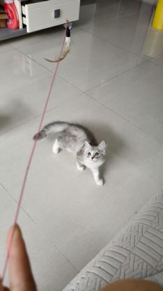 猫咪·布偶和银渐层配偶·没取