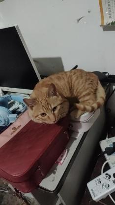 猫咪·菊花·咪咪