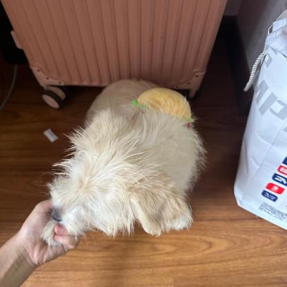 狗狗·串串·元宝