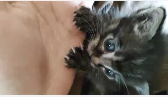 猫咪·狸花·捡到的小猫，还没有取名字，希望好心人领养