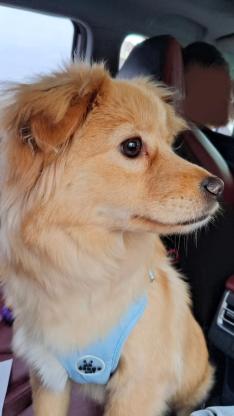 狗狗·土狗·恶霸