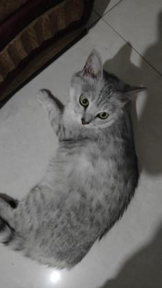 猫咪·英短·元宝