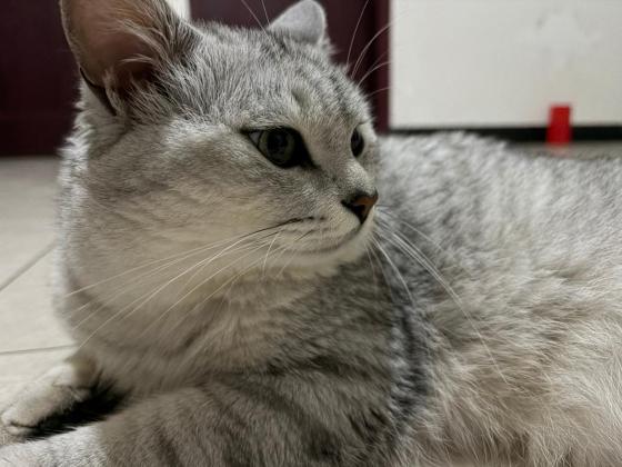 猫咪·英短·元宝
