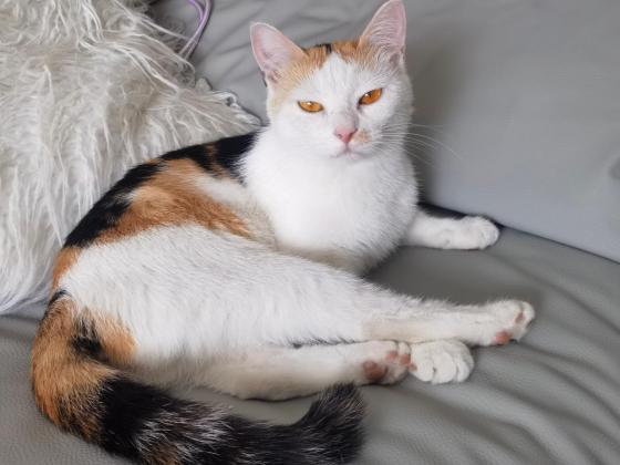 猫咪·三花猫·未知